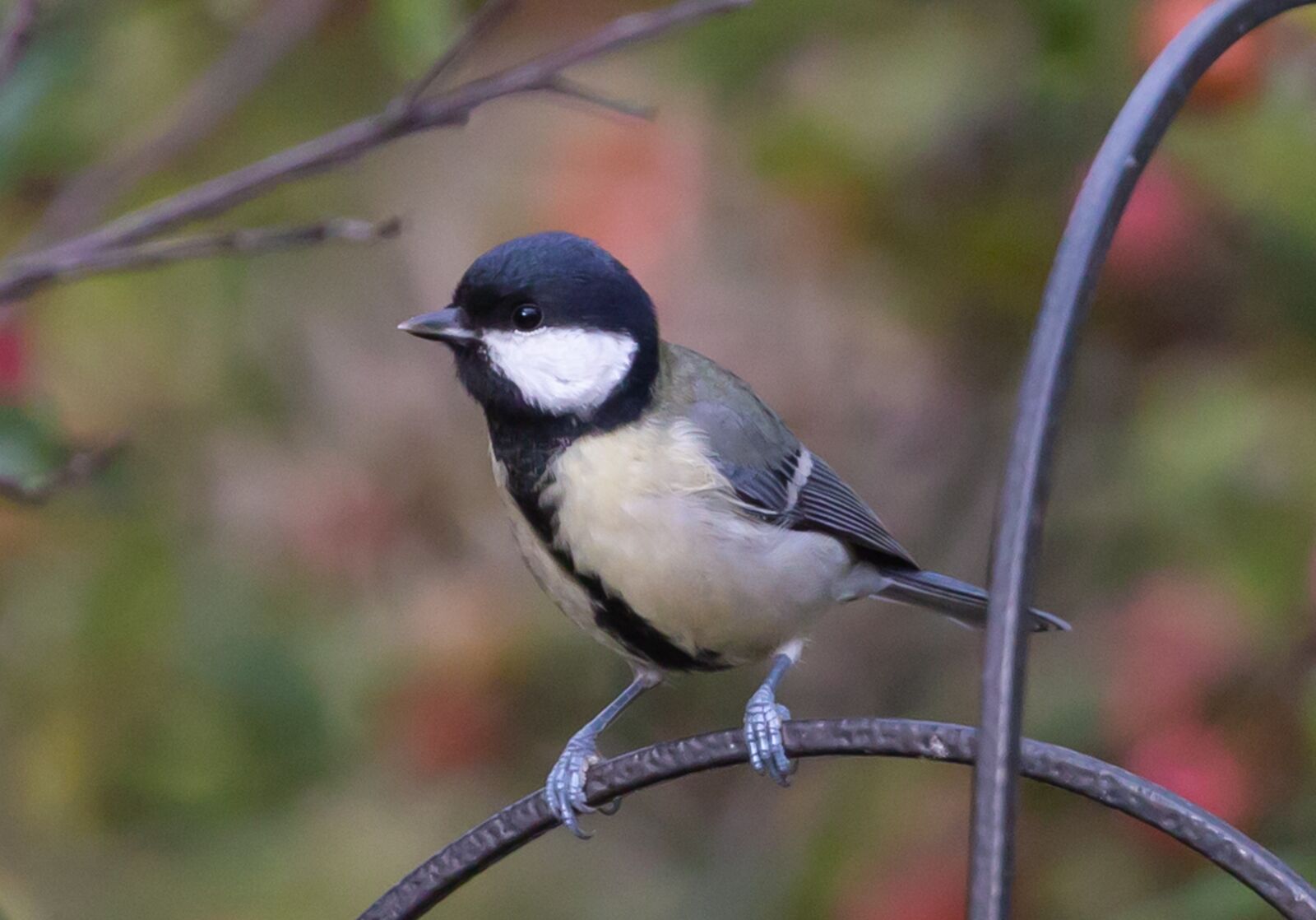 Canon EF 100-400mm F4.5-5.6L IS II USM sample photo. Coal tit, bird, feathers photography