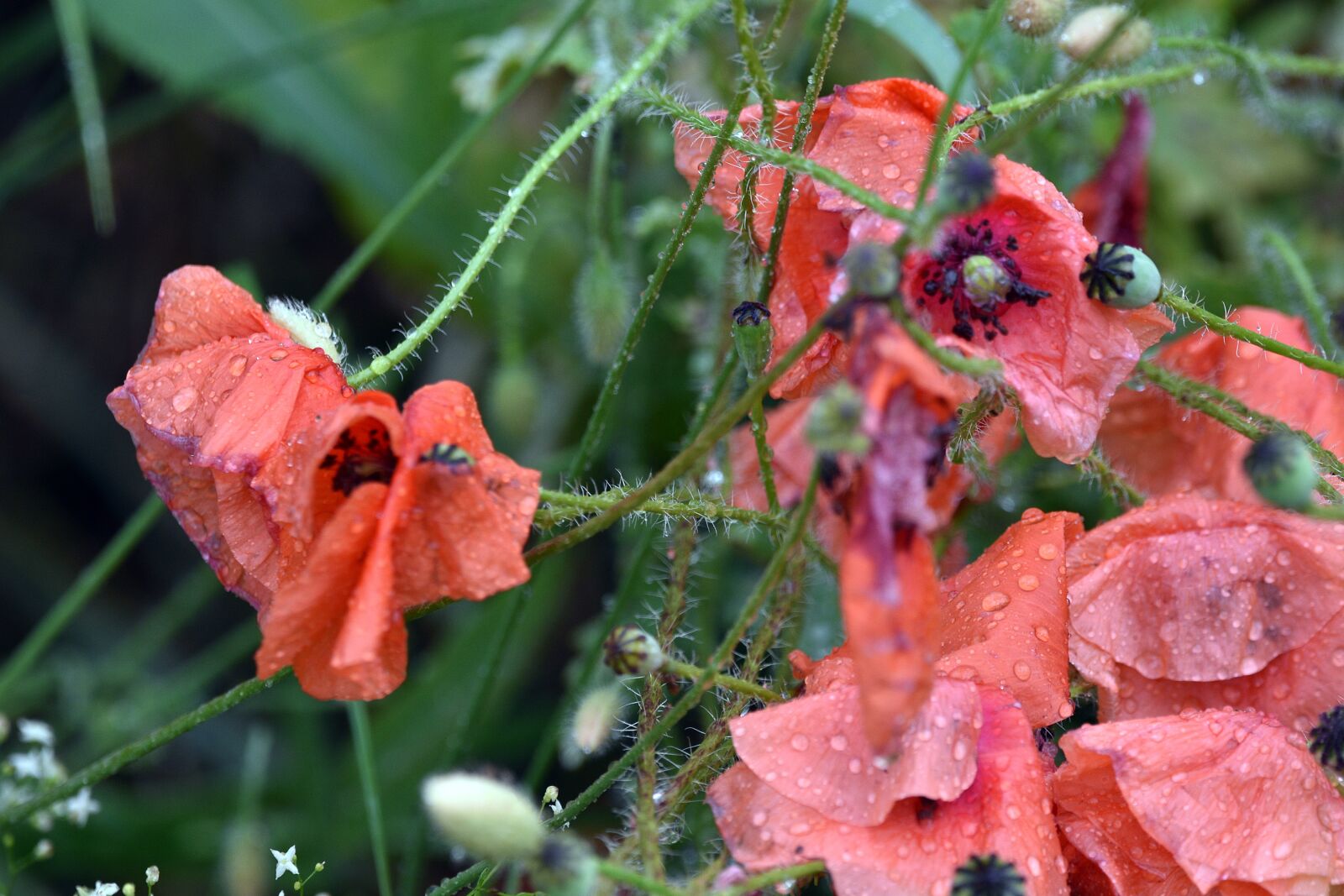 Nikon D3400 sample photo. Poppy, poppies, red photography
