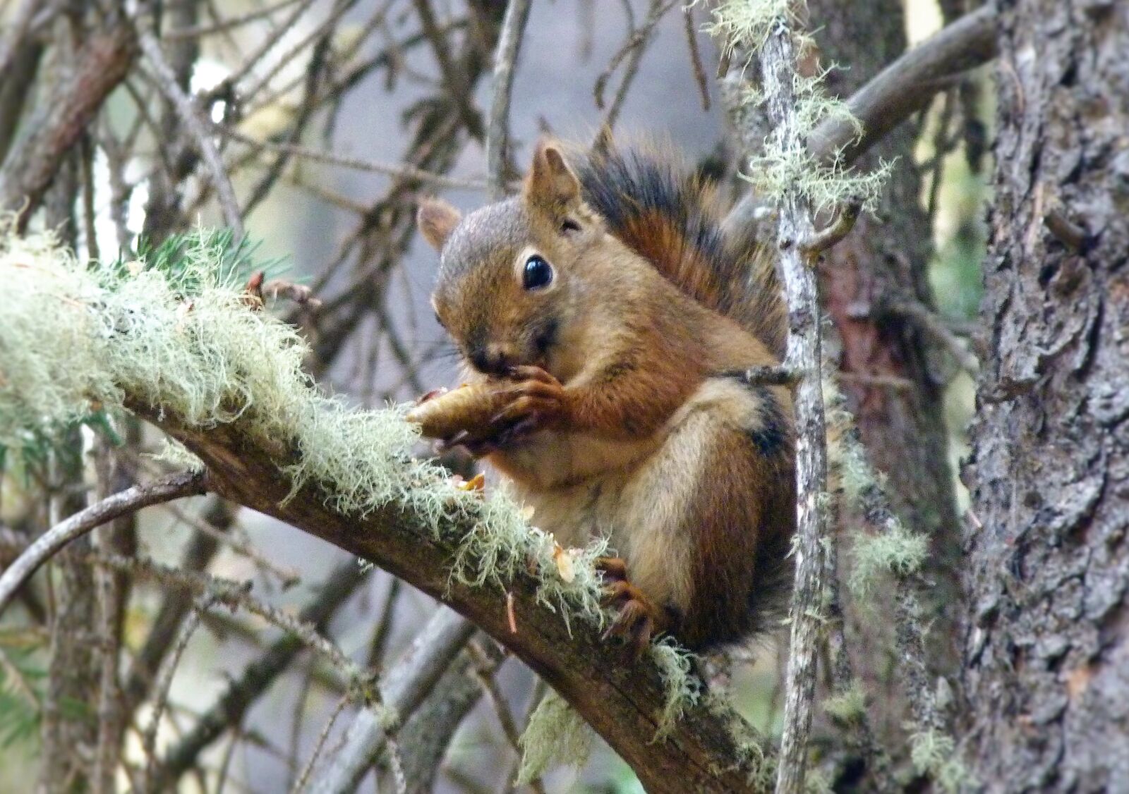 Panasonic Lumix DMC-FZ40 (Lumix DMC-FZ45) sample photo. Red squirrel, canada, banff photography