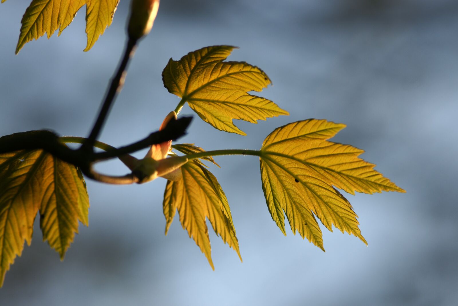 Sony Alpha DSLR-A700 sample photo. Leaf, nature, fall photography