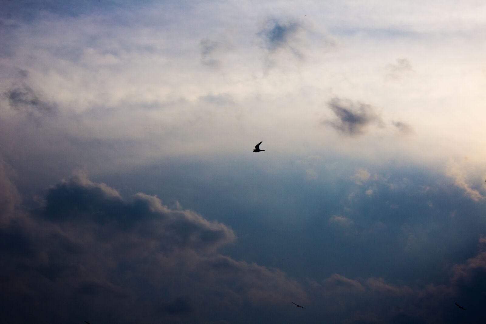 Canon EOS 1200D (EOS Rebel T5 / EOS Kiss X70 / EOS Hi) sample photo. Bird, sky, animal photography