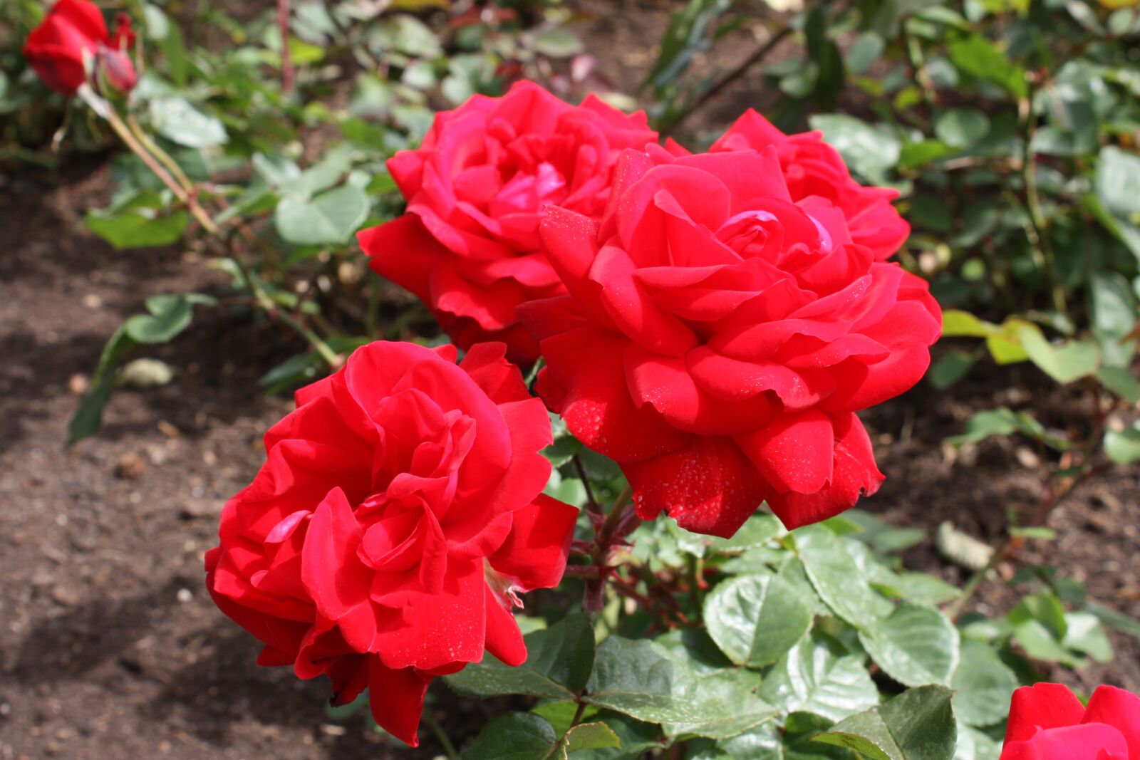 Canon EOS 450D (EOS Rebel XSi / EOS Kiss X2) sample photo. Red, roses, flowers photography