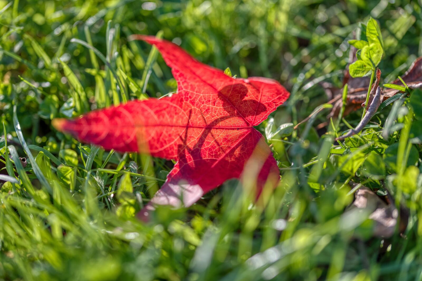 Nikon D750 sample photo. Autumn, season, fall color photography