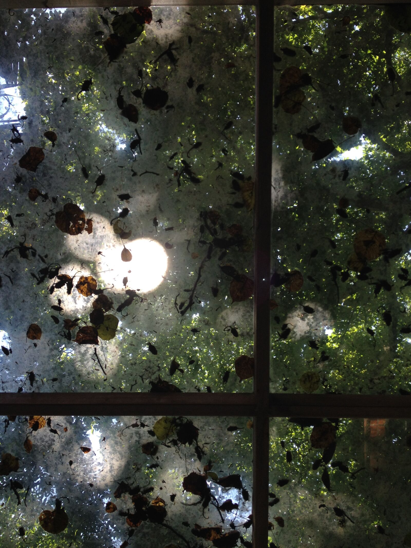 Apple iPhone 4S sample photo. Ceiling, glass, leaves photography