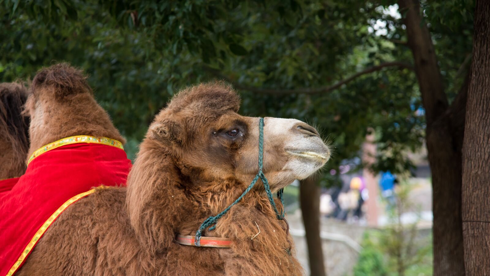 Nikon D750 sample photo. Animal, camel, zoo photography