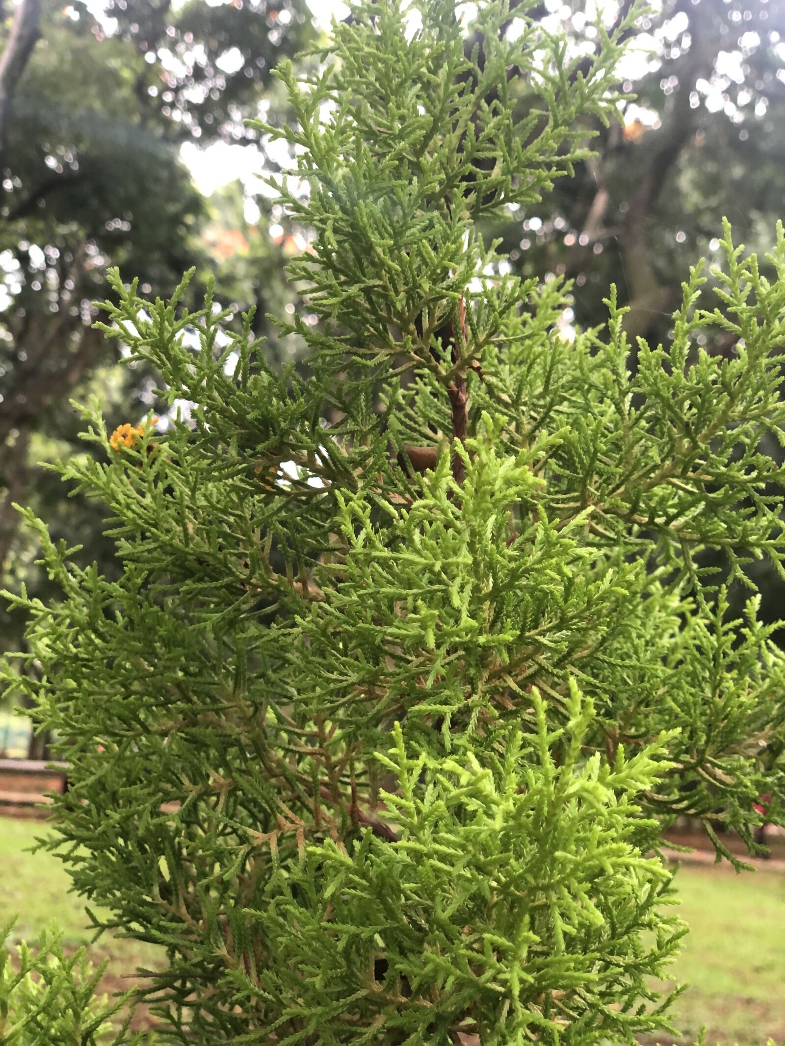 Apple iPhone X sample photo. Bush, plant, park photography