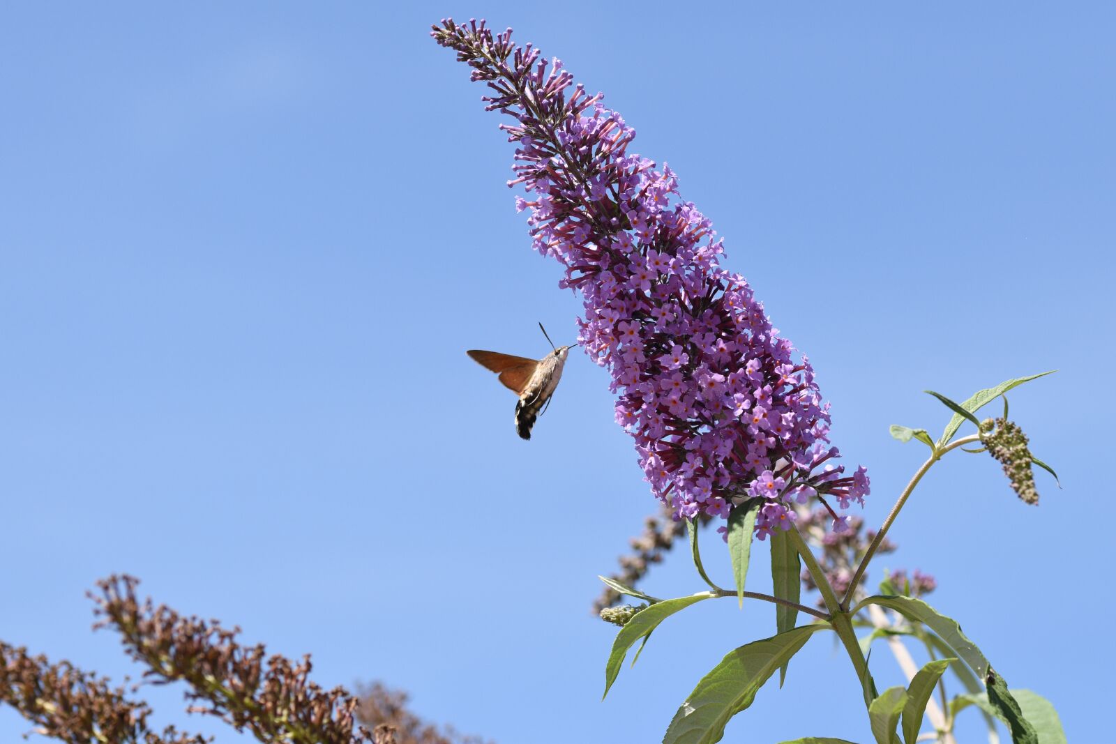 Nikon D5500 sample photo. Hummingbird hawk moth, macro photography
