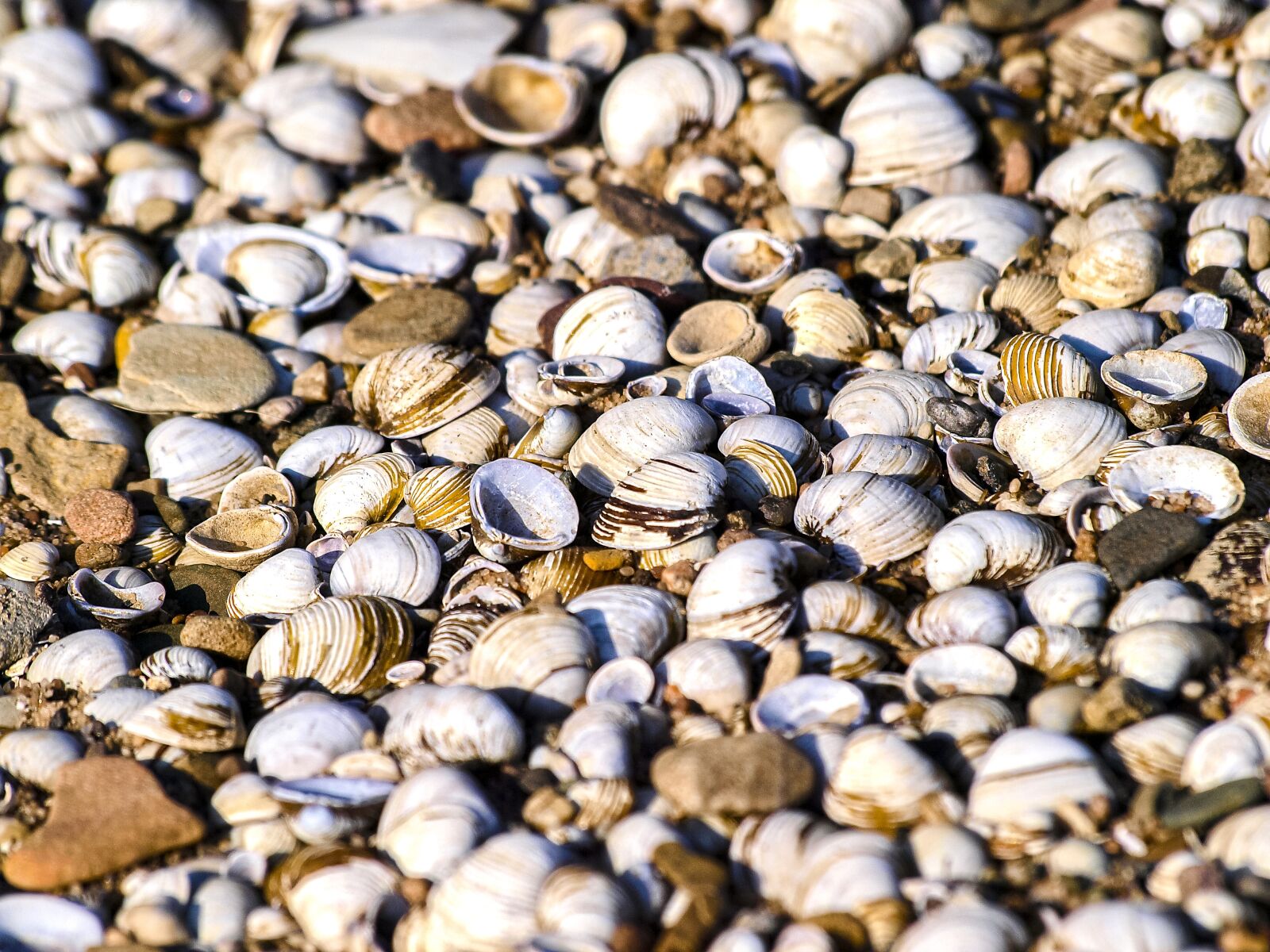 Olympus E-3 sample photo. Mussels, nature, mussel shells photography