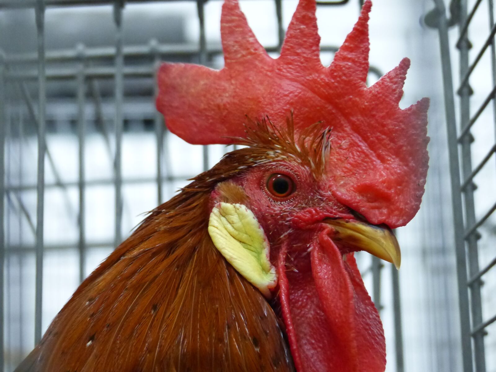 Panasonic Lumix DMC-FZ200 sample photo. Animal, bird, hahn photography