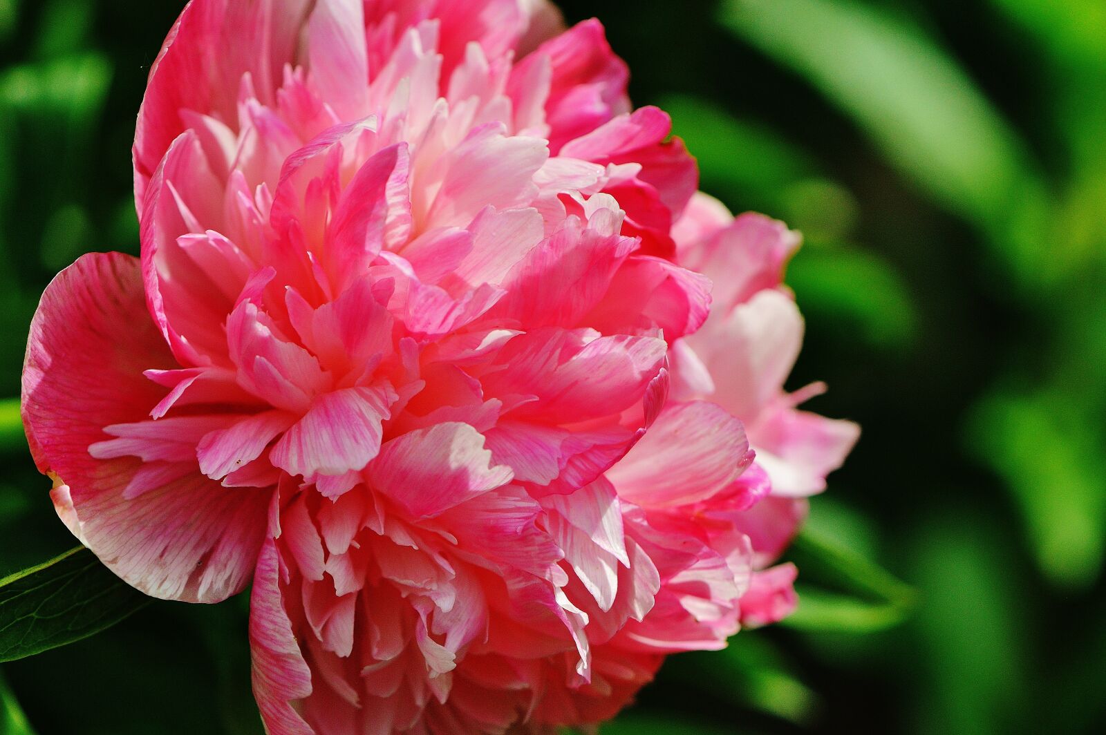 Nikon D3200 sample photo. Peony, flower, pink photography