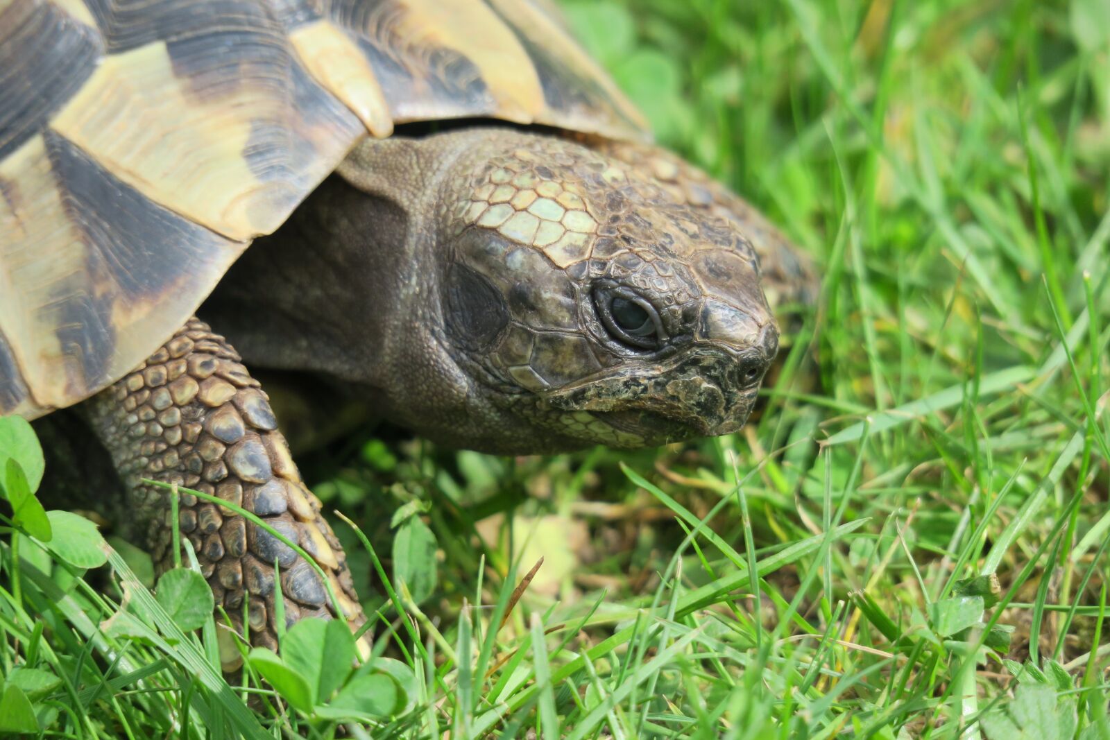Canon PowerShot G3 X sample photo. Nature, animal, reptile photography