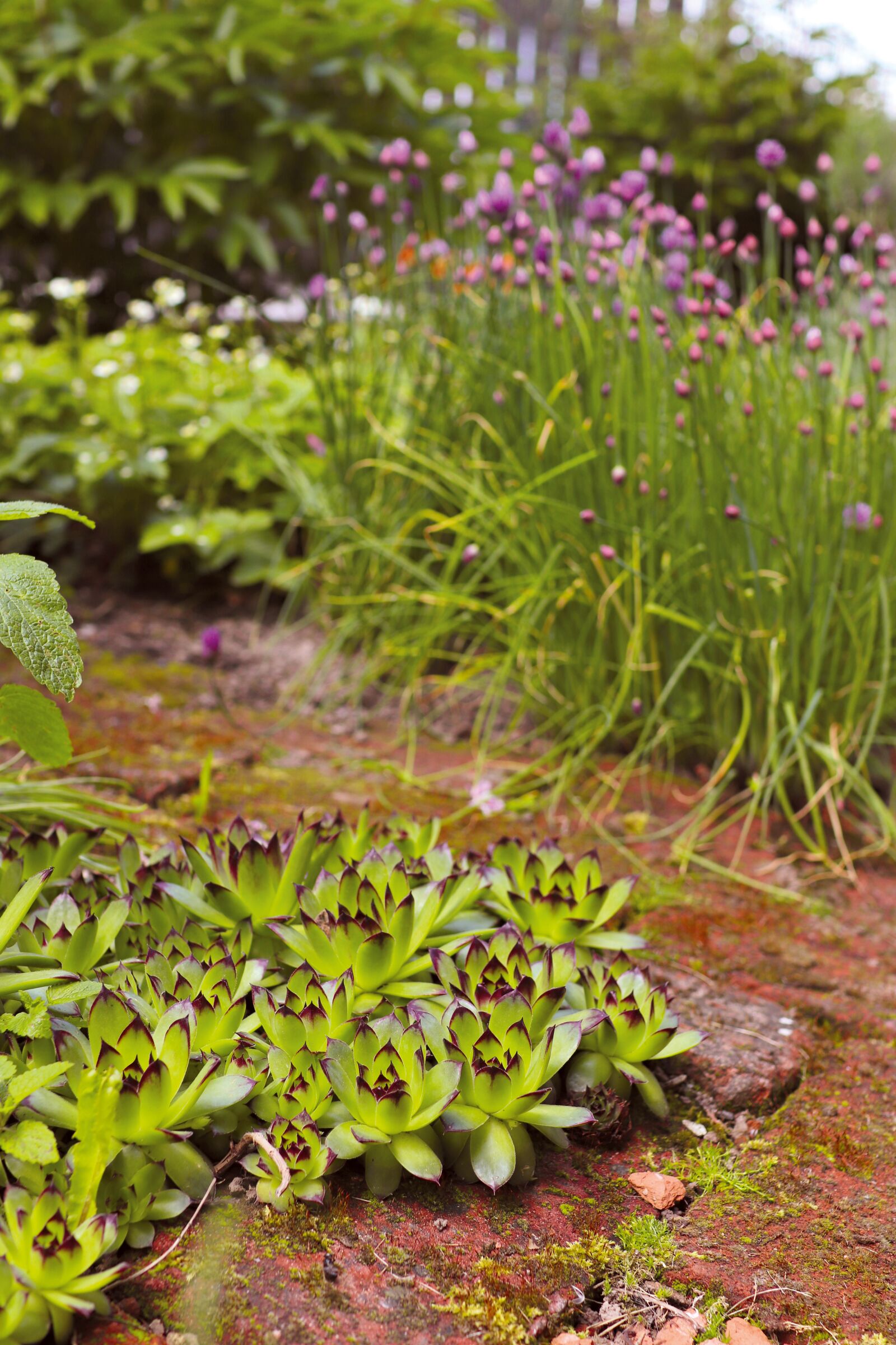 Canon EOS 77D (EOS 9000D / EOS 770D) sample photo. Garden, flowerbed, growing photography