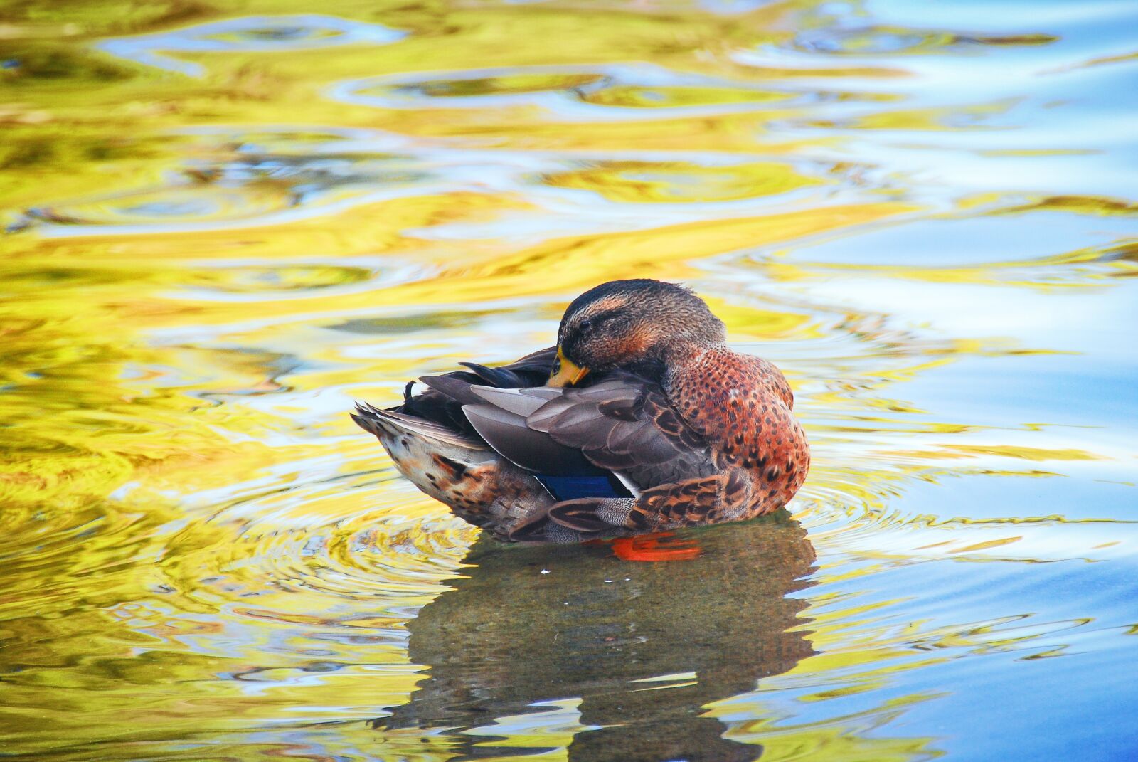 Nikon D40X sample photo. Duck, wash, pool photography