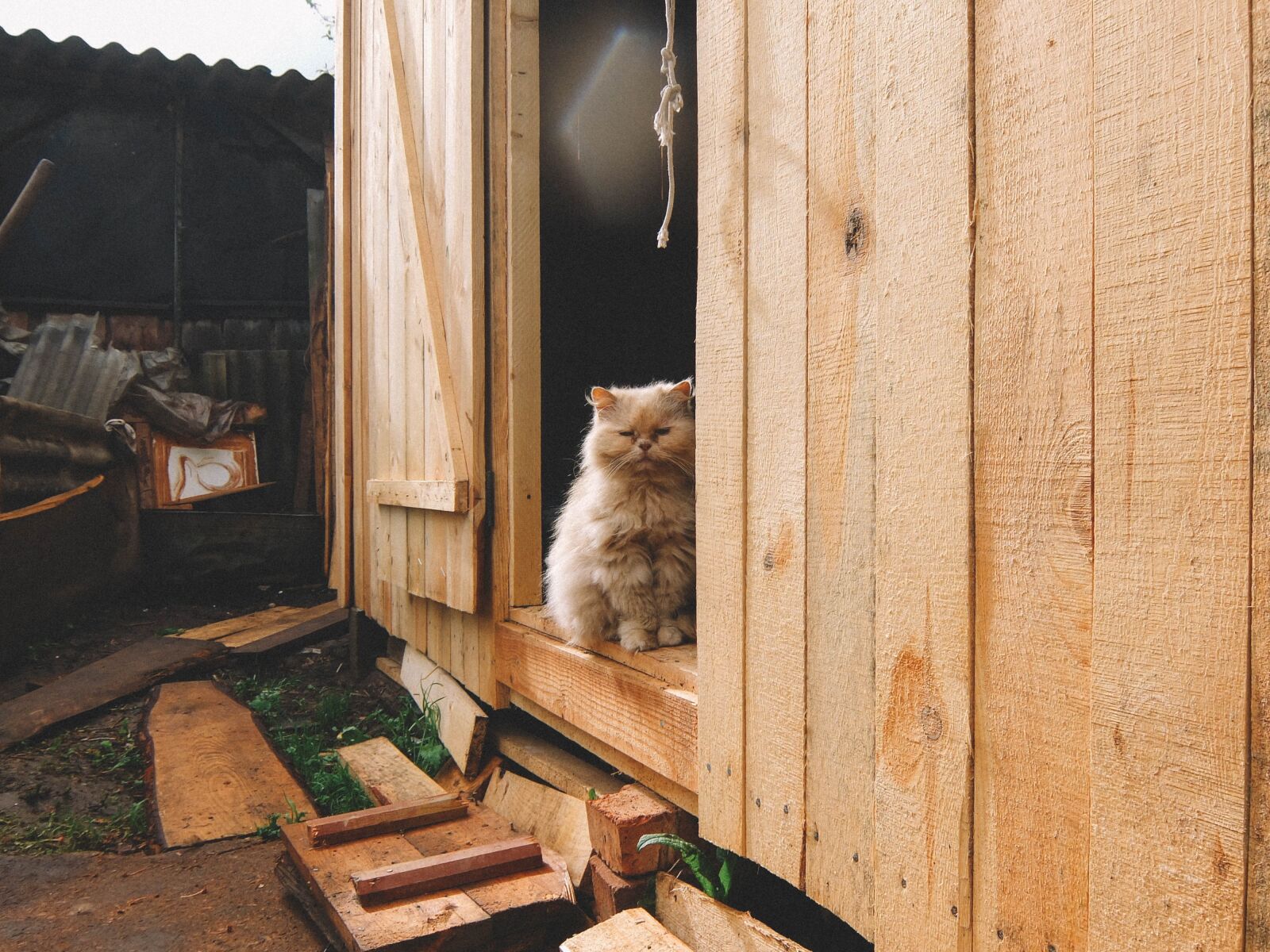 Fujifilm XF1 sample photo. Cat, barn, tree photography