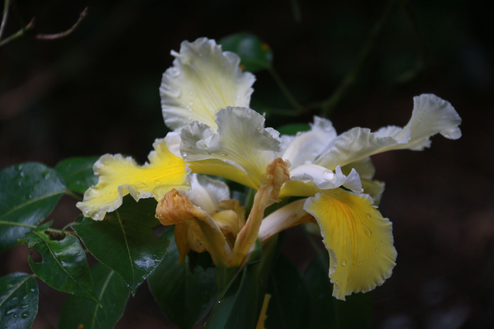 Canon EF-S 18-200mm F3.5-5.6 IS sample photo. Iris, yellow, flower photography