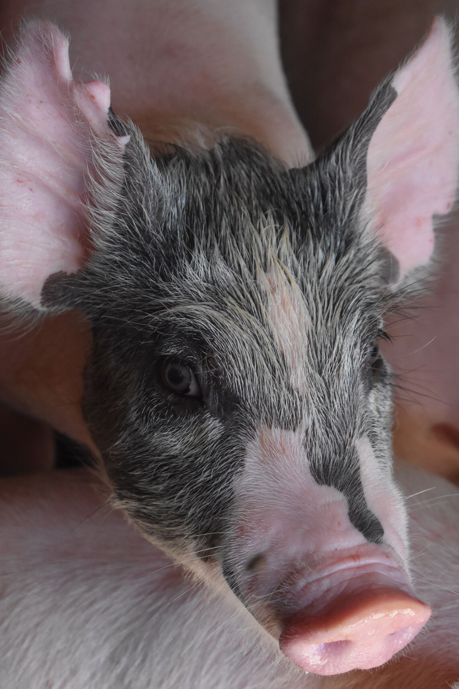 Nikon D3400 sample photo. Piglet, baby, cute photography