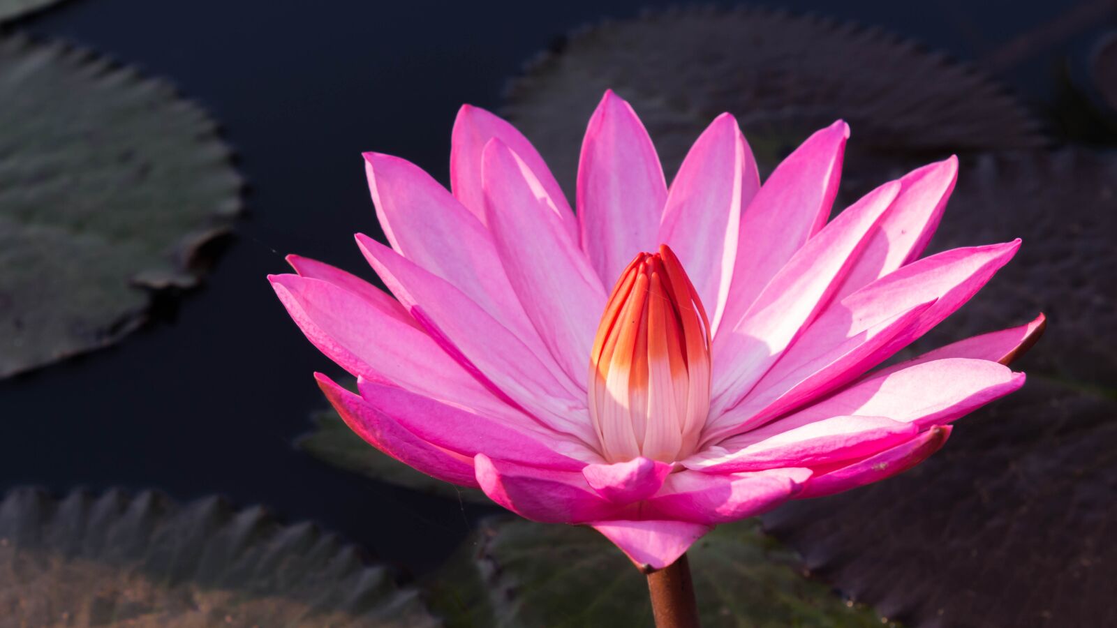 Canon EOS 700D (EOS Rebel T5i / EOS Kiss X7i) sample photo. Flowers, pink flowers, water photography