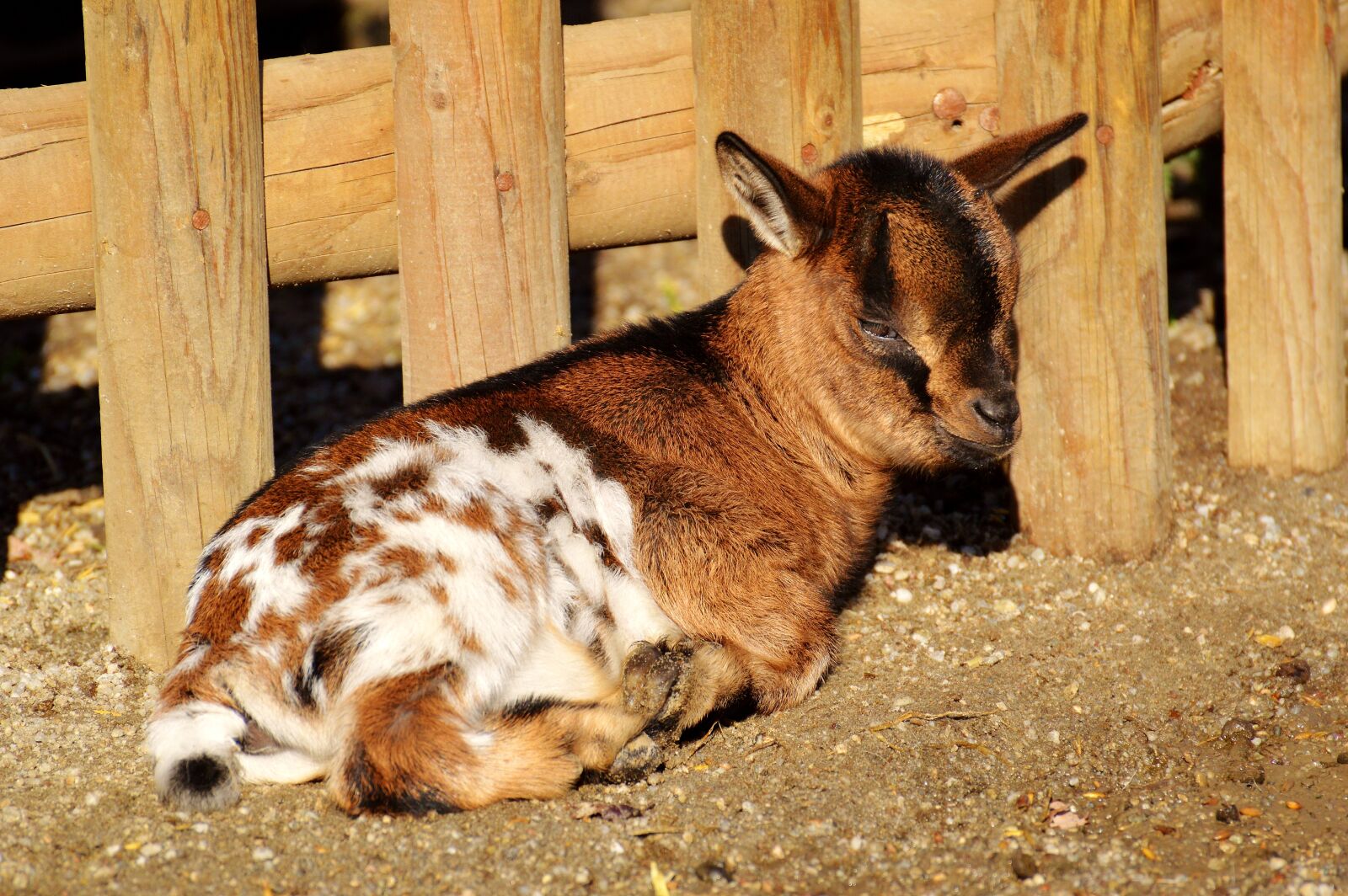 Nikon D3200 sample photo. Goats, young animals, playful photography