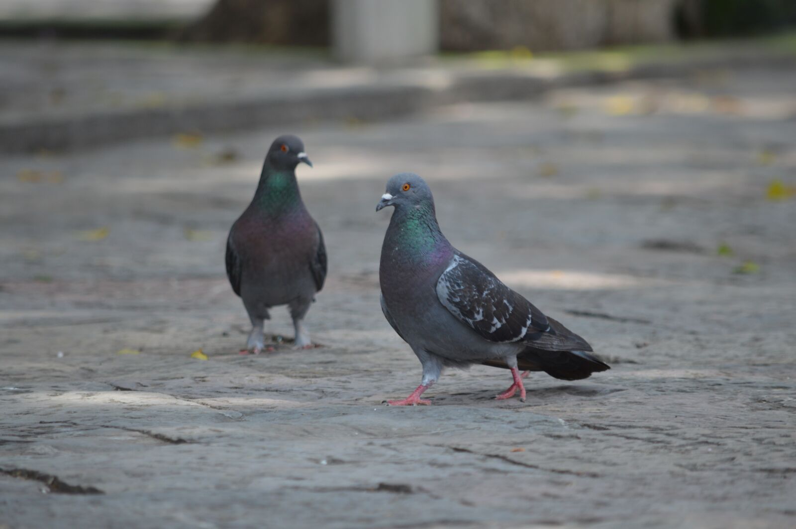 Nikon D3200 sample photo. Pigeons, animals, wings photography
