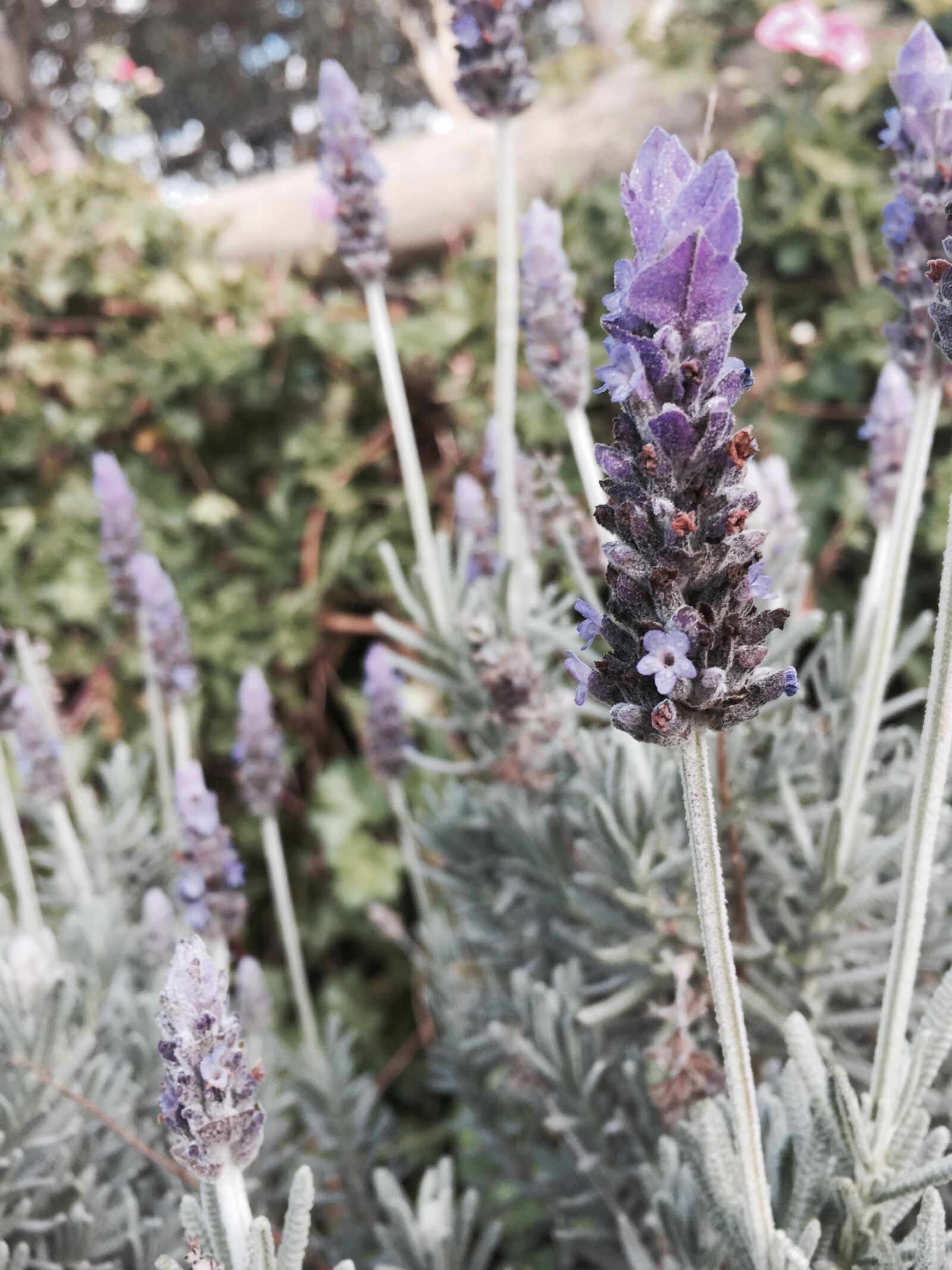 Apple iPhone 6 sample photo. Lavender, nature, purple photography