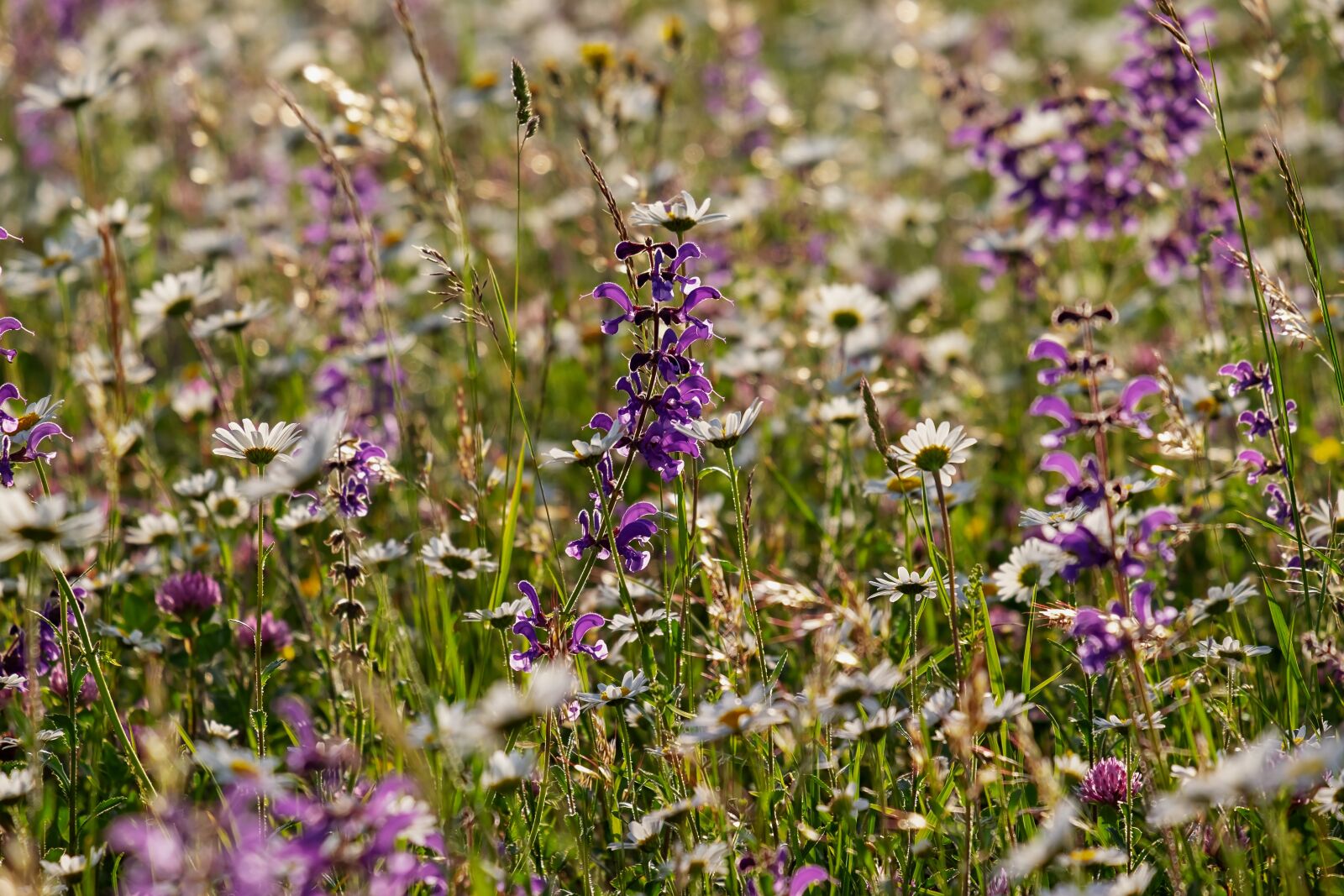 Fujifilm XF 55-200mm F3.5-4.8 R LM OIS sample photo. Wild flower meadow, flowers photography