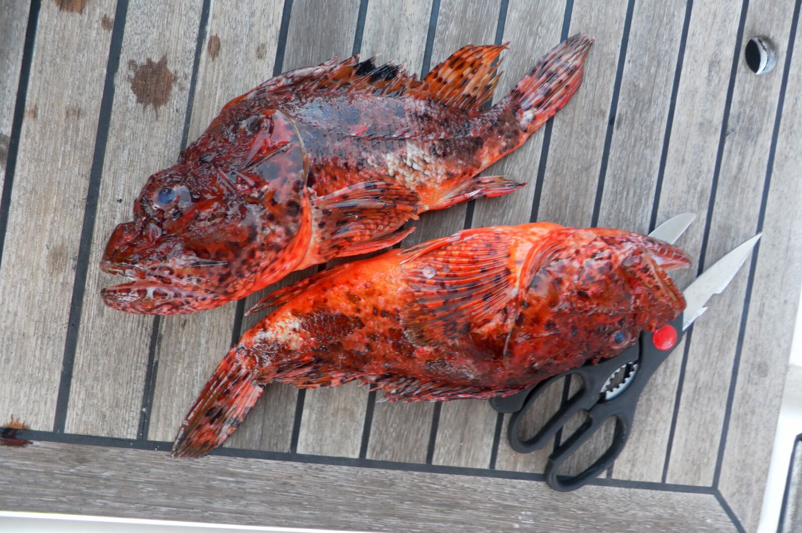 Samsung WB5500 / VLUU WB5500 /  HZ50W sample photo. Fish, fishing, boat photography