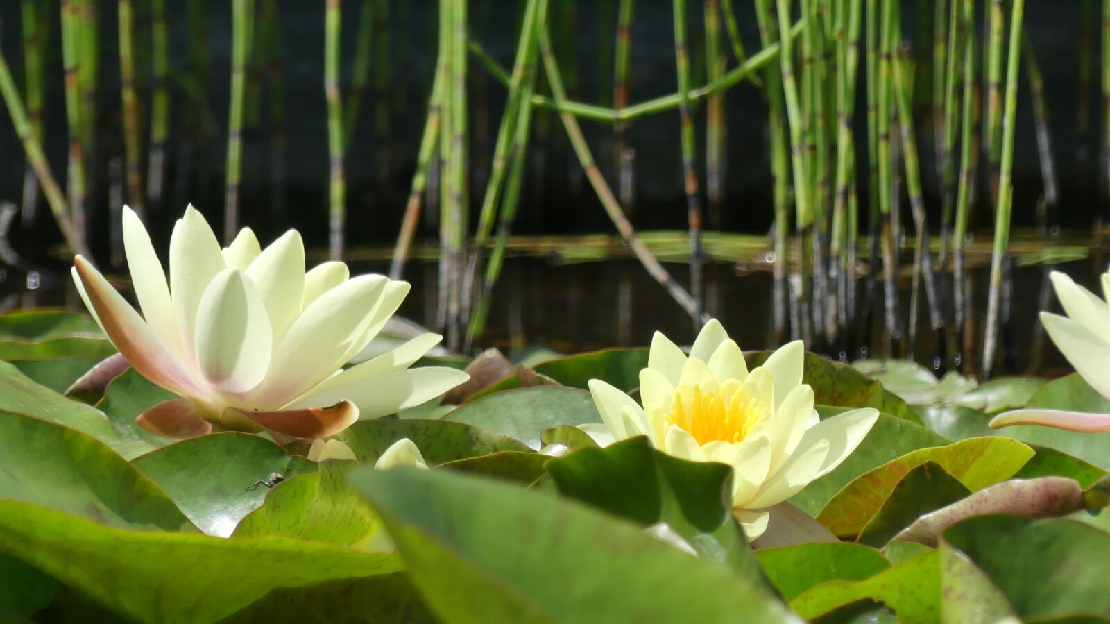 Panasonic Lumix DMC-FZ300 sample photo. Water lily, water, nature photography