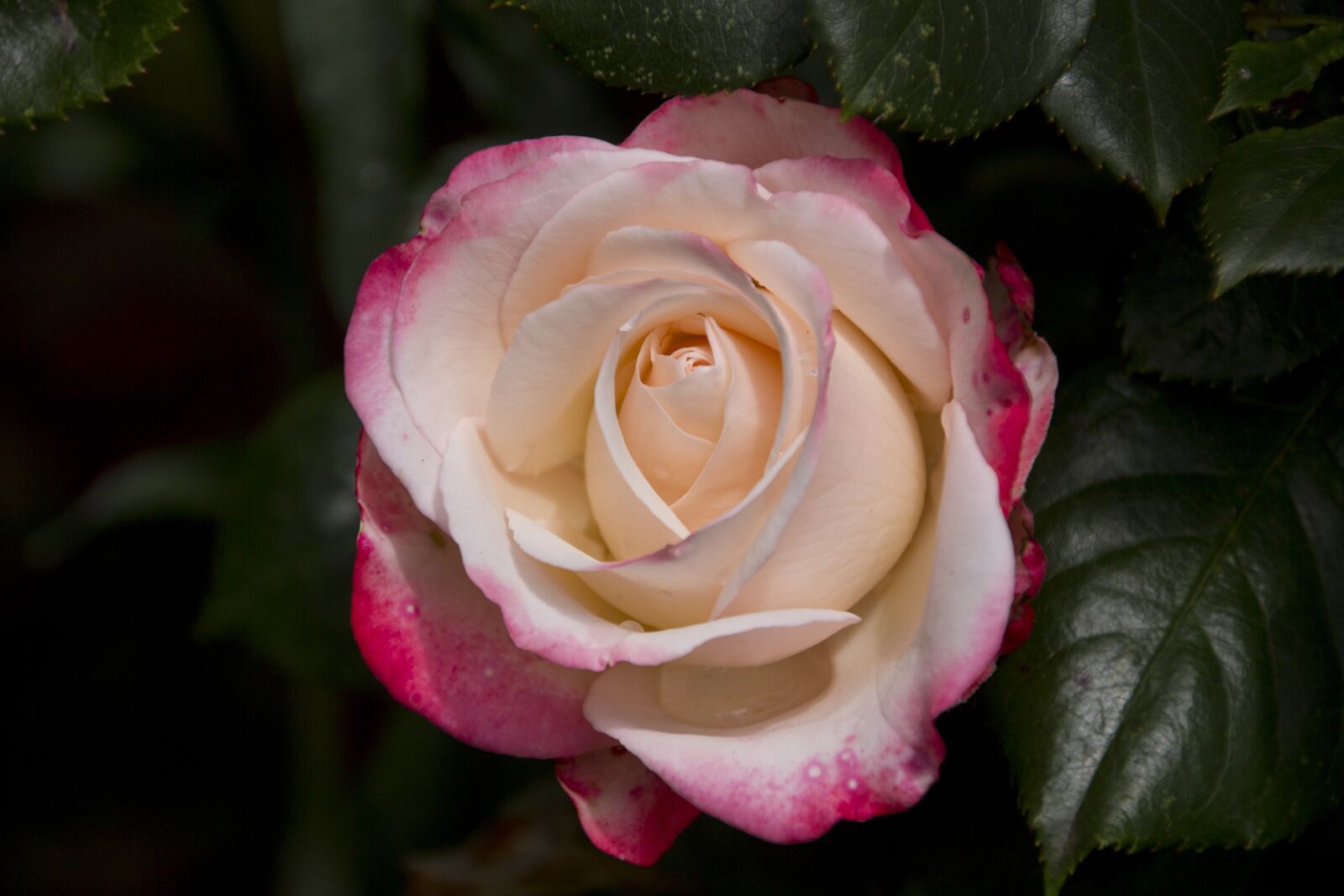 Canon EOS 60D sample photo. Rose, flower, blossom photography