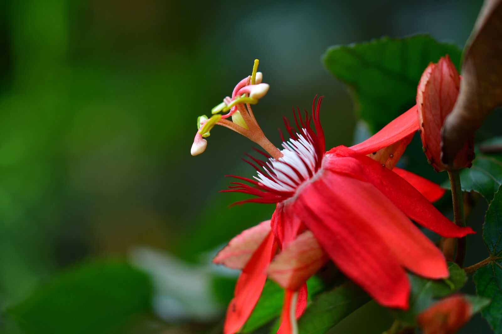 Nikon D500 sample photo. Passiflora, passion flower, red photography