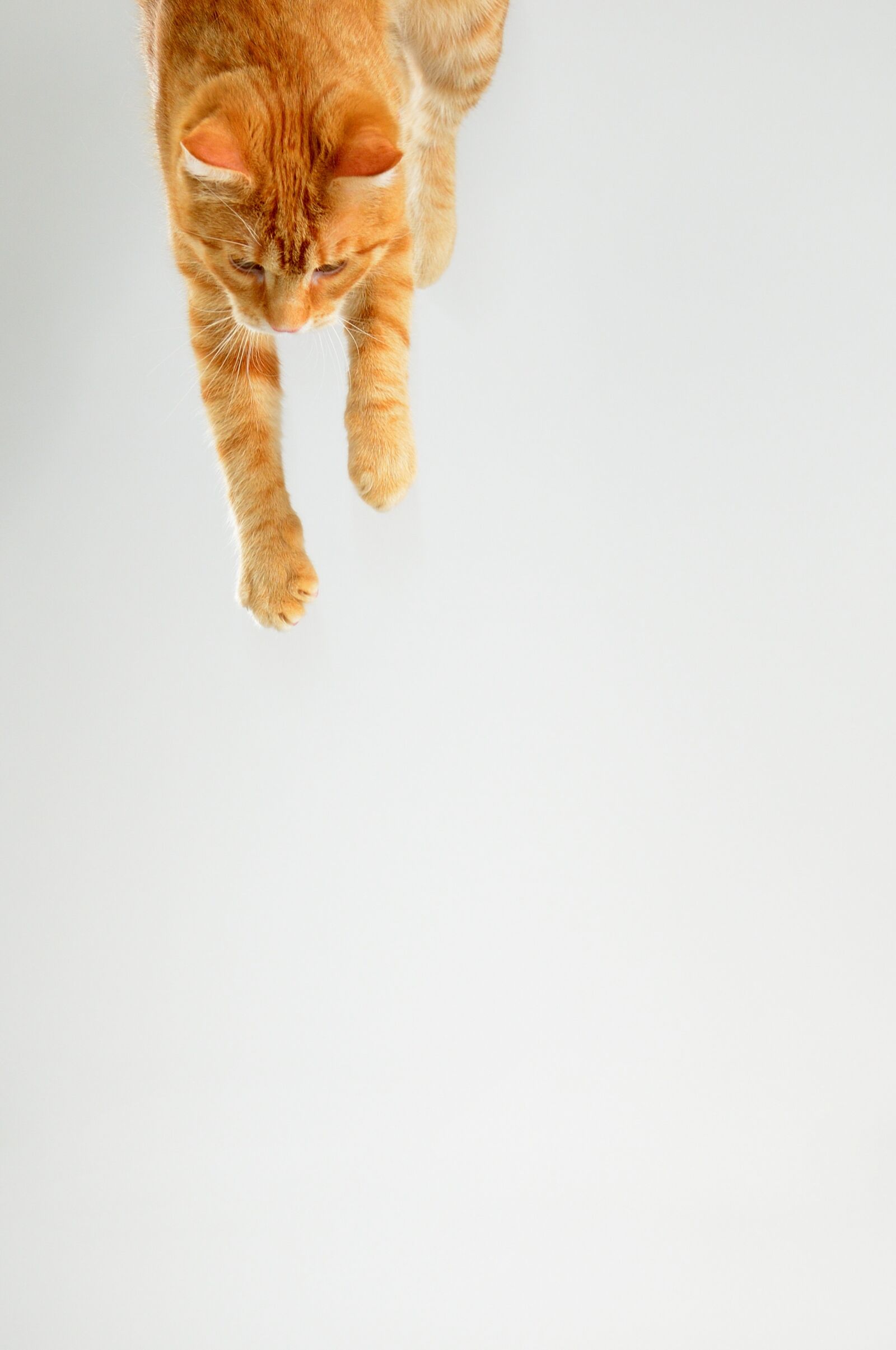 Nikon D300S sample photo. Cat, tomcat, pet photography