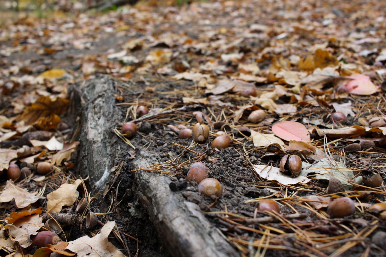 Canon EF-S 24mm F2.8 STM sample photo. Autumn, ground, leaves photography