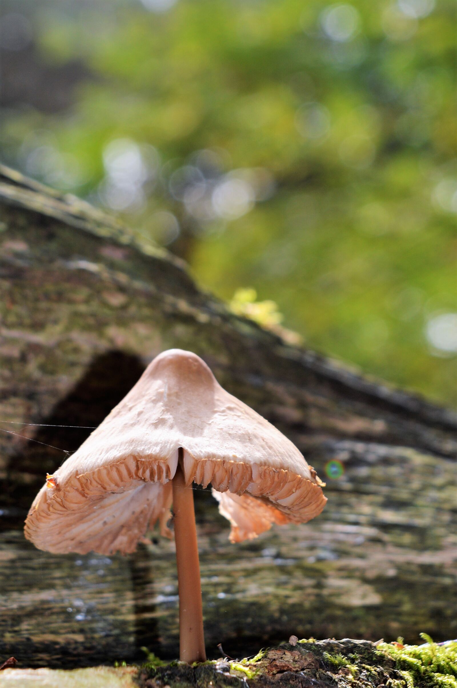 Nikon D3200 sample photo. Nature, fungi, mushroom photography