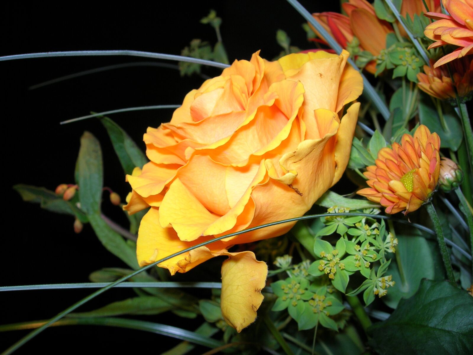 Nikon E5900 sample photo. Rose, yellow, flower photography