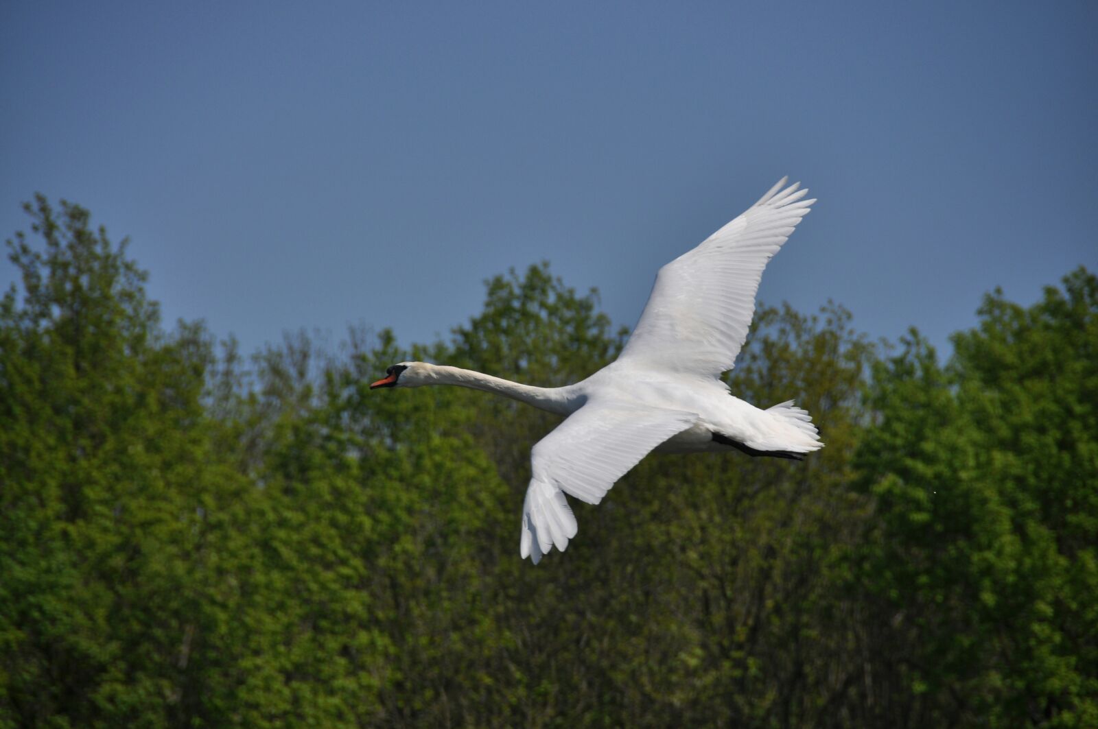 Nikon D90 sample photo. Swan, flight, spring photography