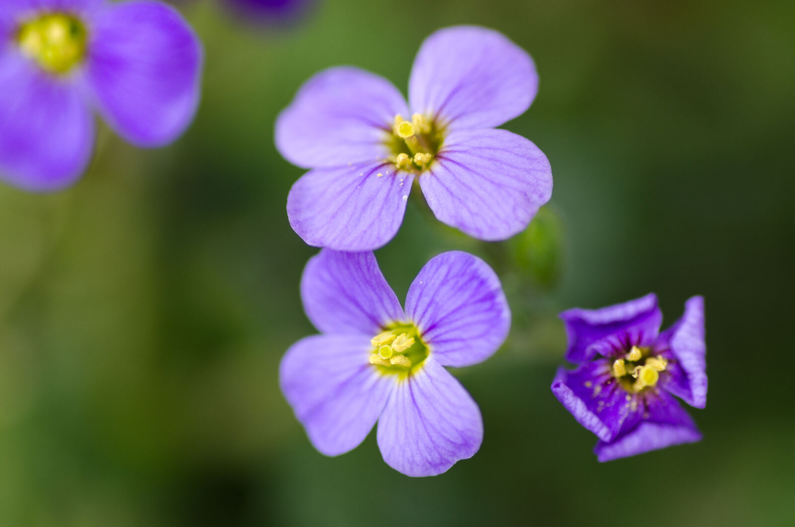 Nikon D5100 sample photo. Bloom, blooming, blossom, blur photography