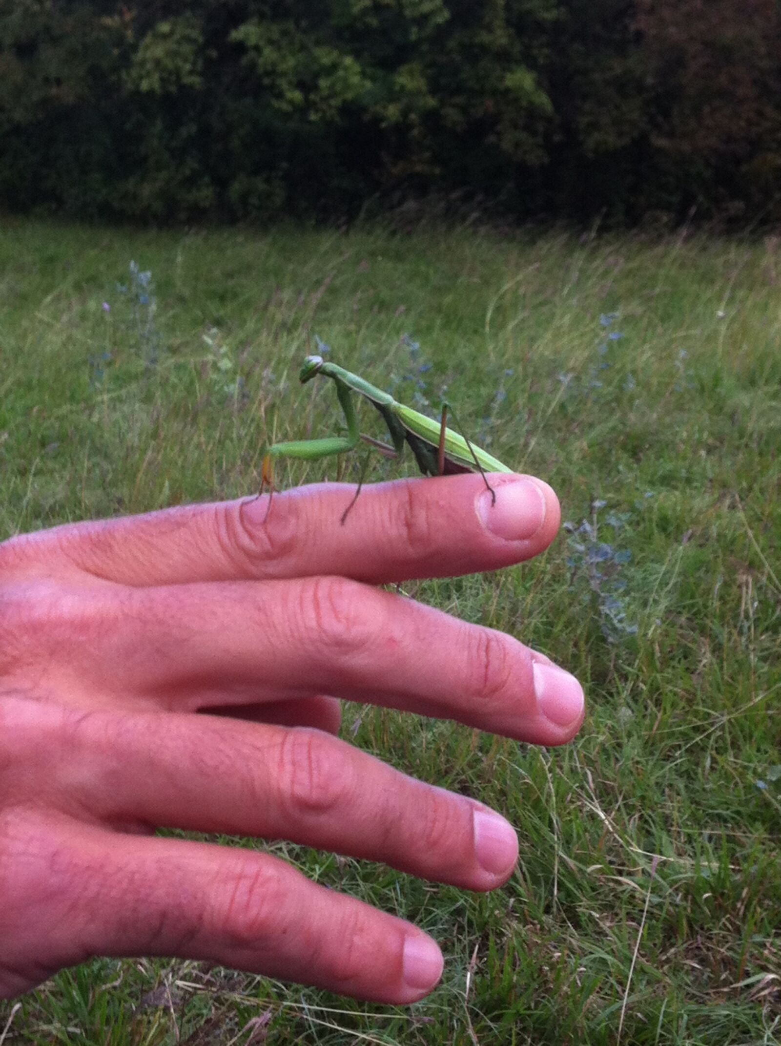 iPhone 4 back camera 3.85mm f/2.8 sample photo. Praying mantis, insect, animals photography