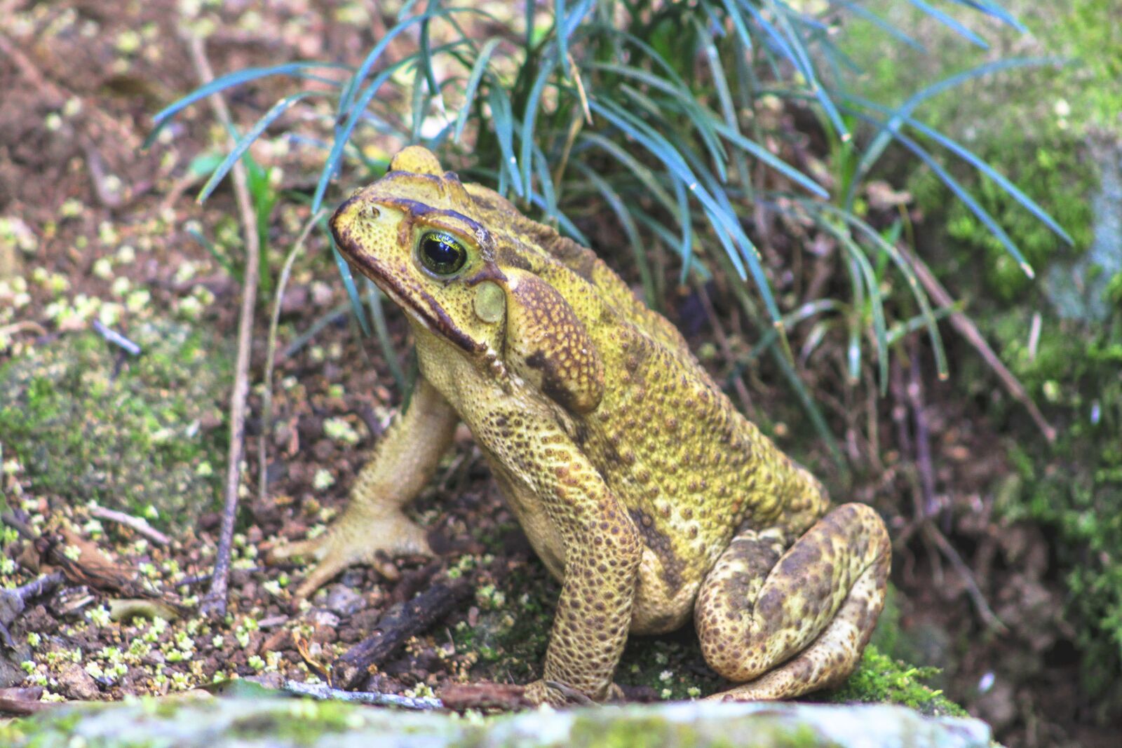 Canon EOS 550D (EOS Rebel T2i / EOS Kiss X4) sample photo. Frog, nature, wildlife photography