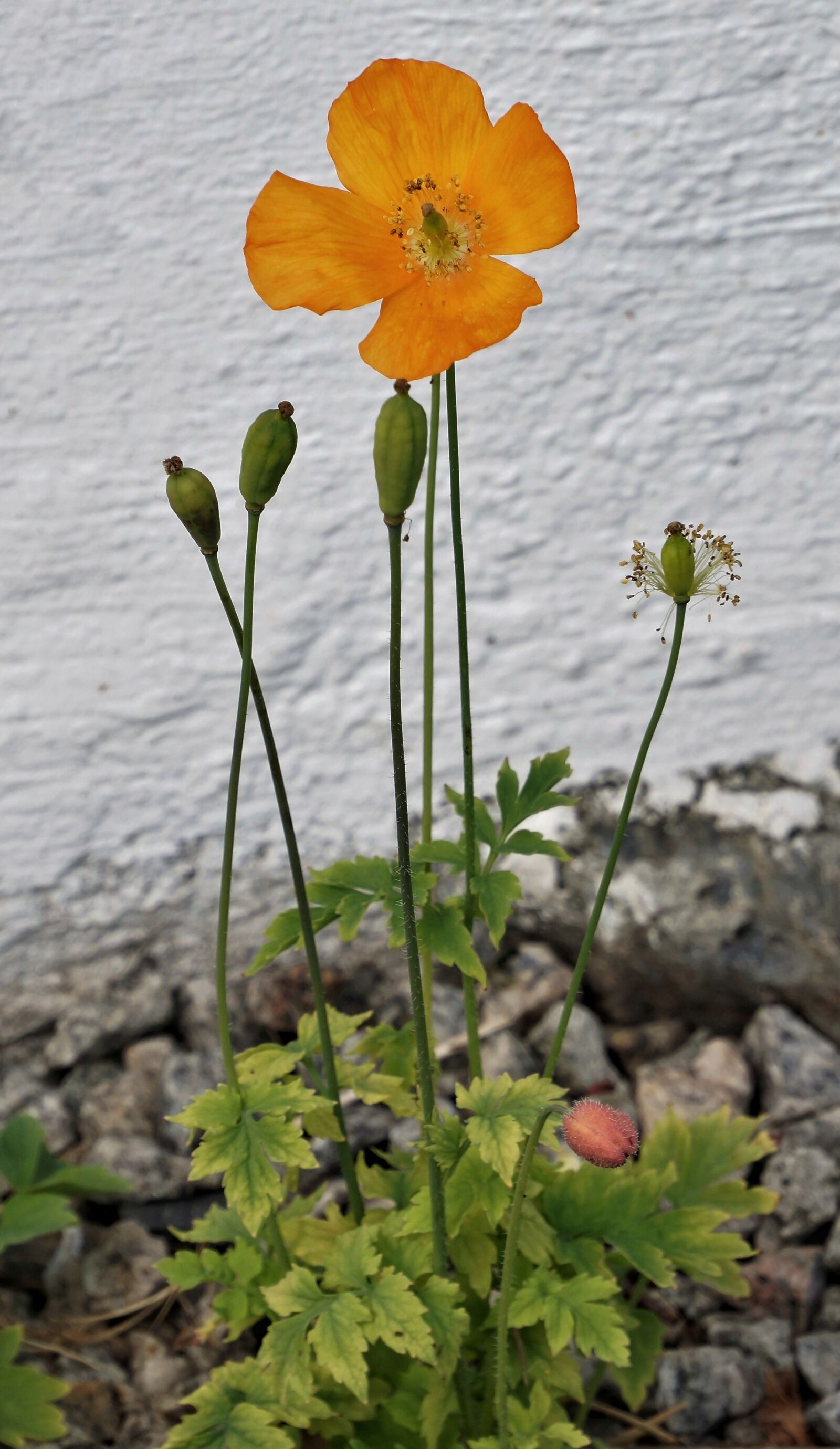 Sony Alpha NEX-7 sample photo. Poppy, orange, nature photography