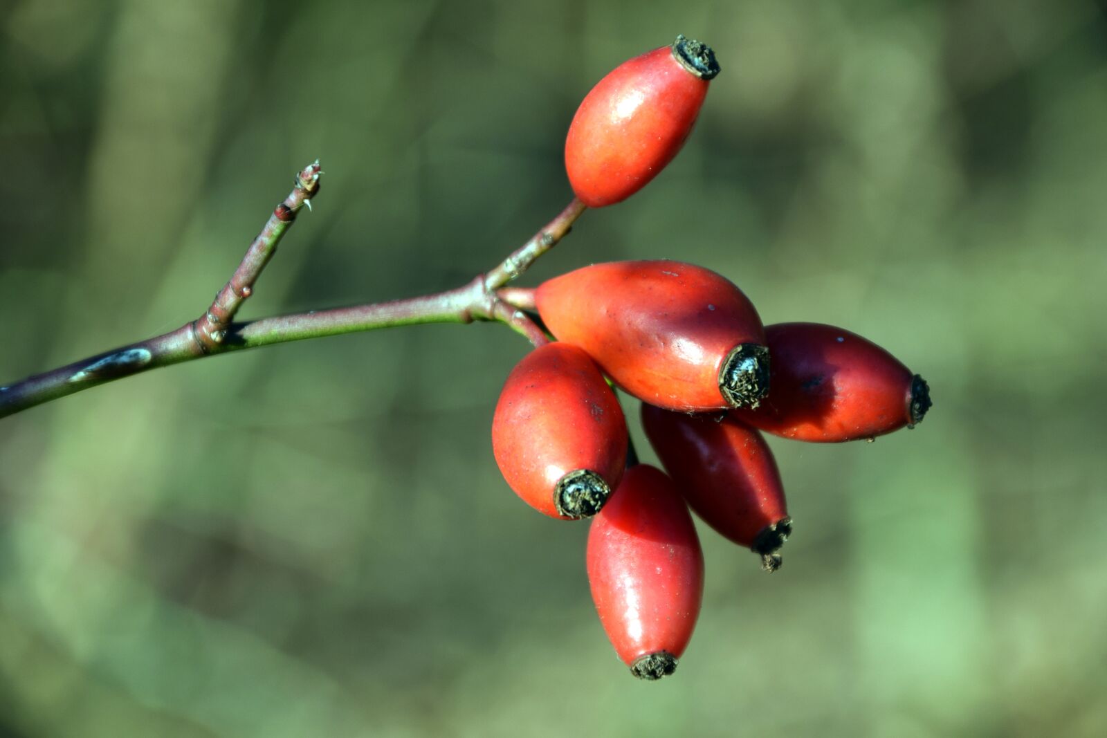 Nikon D3300 sample photo. Rose hip, autumn, red photography