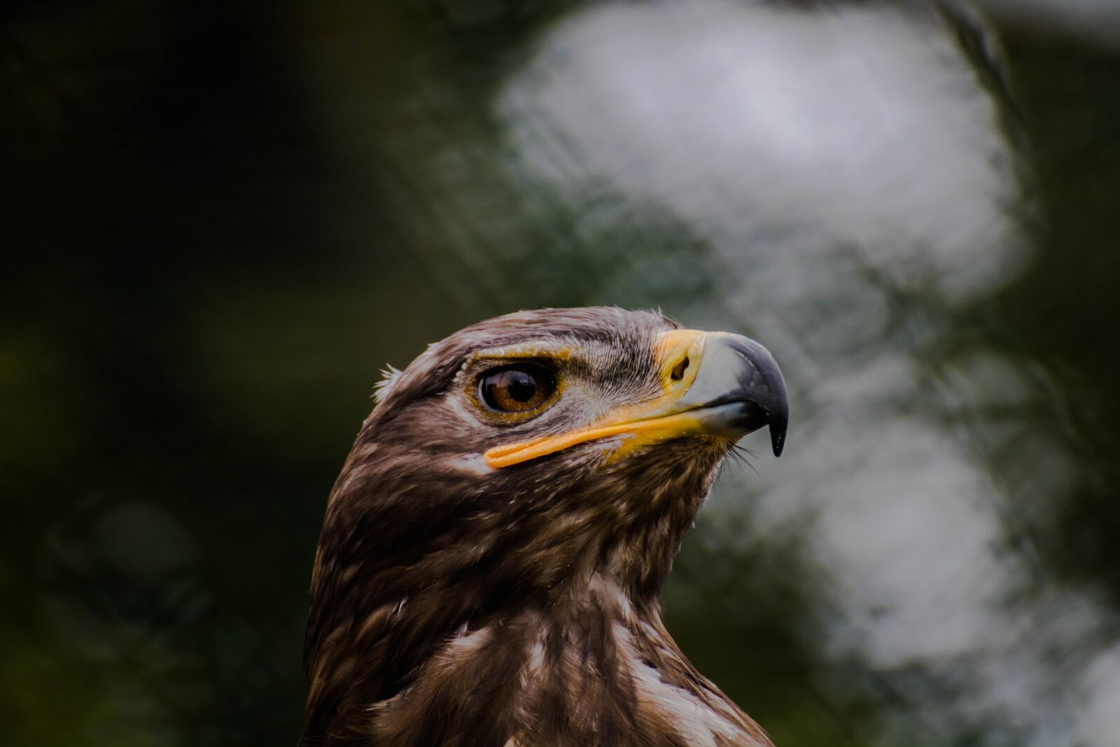Canon EOS 750D (EOS Rebel T6i / EOS Kiss X8i) sample photo. Raptor, animal, wild animal photography