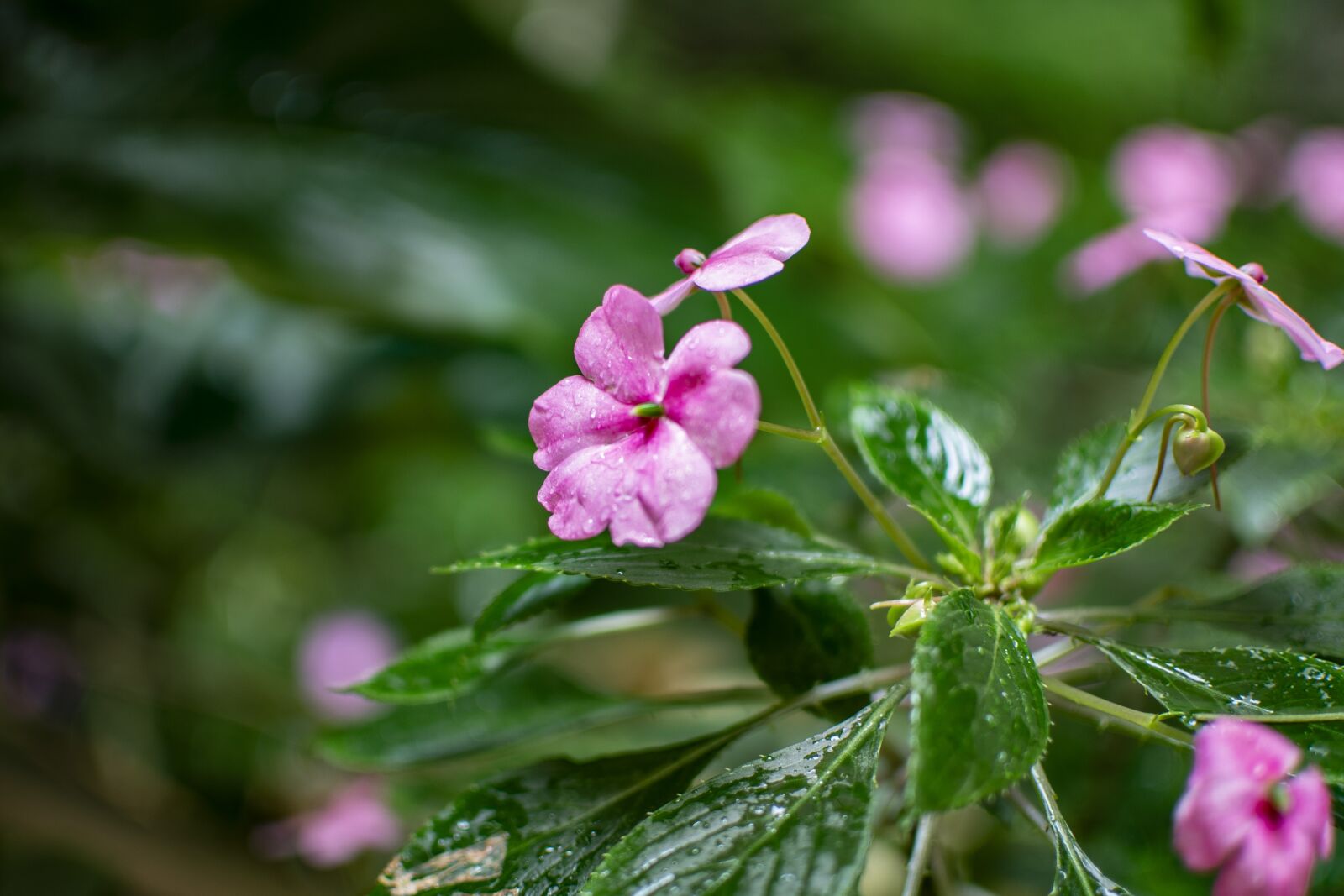 Nikon D600 sample photo. Flower, nature, beauty photography