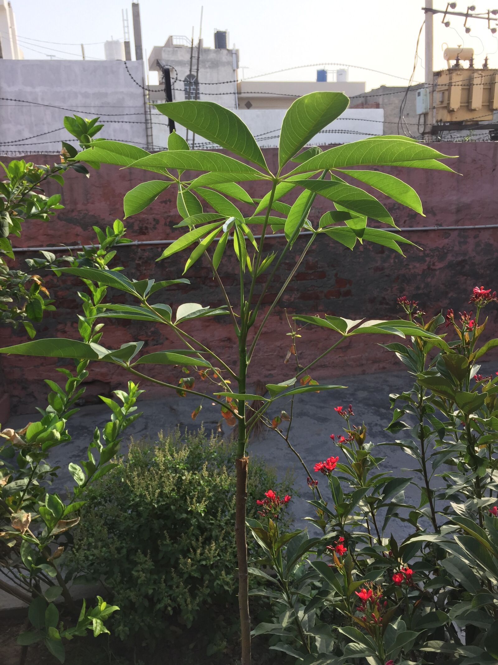 iPhone 6 back camera 4.15mm f/2.2 sample photo. Clicks, garden, nature, plant photography