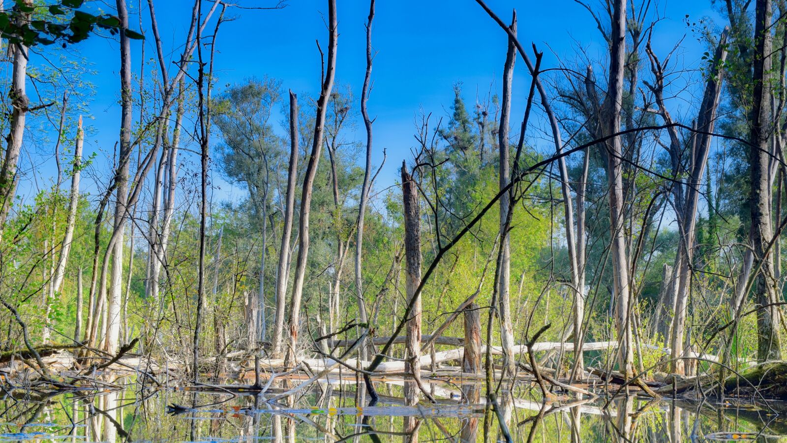 Nikon D5300 sample photo. Trees, water, landscape photography