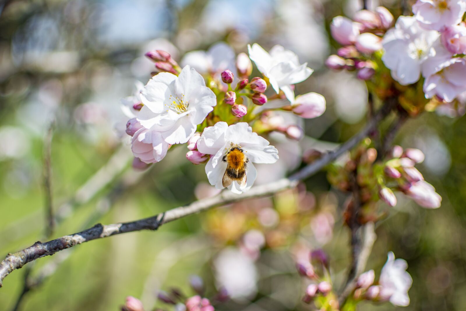 Nikon D5200 sample photo. Spring, sunny, flowers photography
