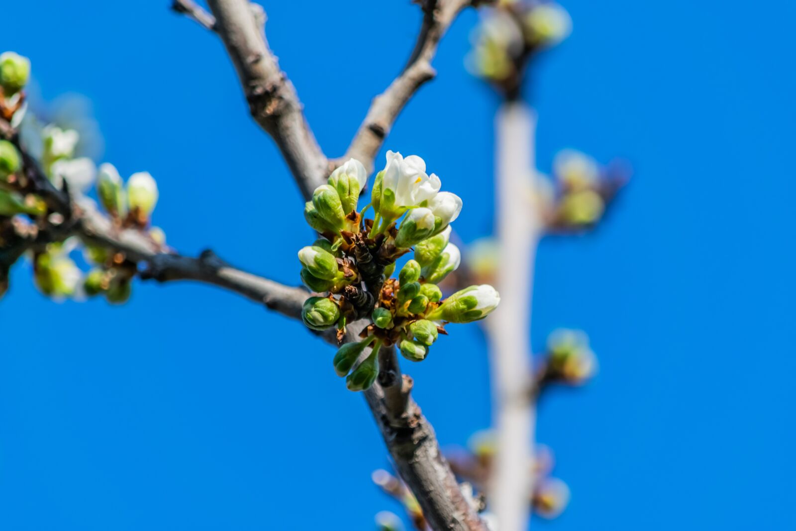 Nikon D3300 sample photo. Flower, nature, flowers photography