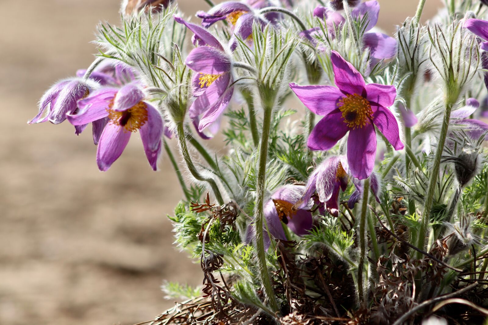 Canon EOS 800D (EOS Rebel T7i / EOS Kiss X9i) sample photo. Pasqueflower, pasque flower, hahnenfu photography
