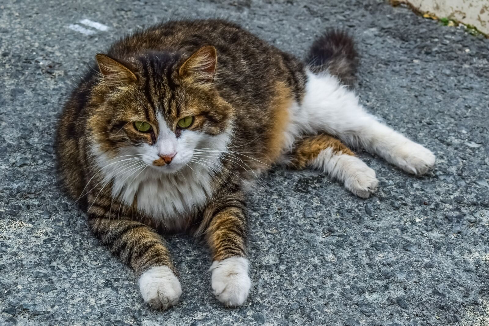 Nikon D3300 sample photo. Animal, cute, cat photography