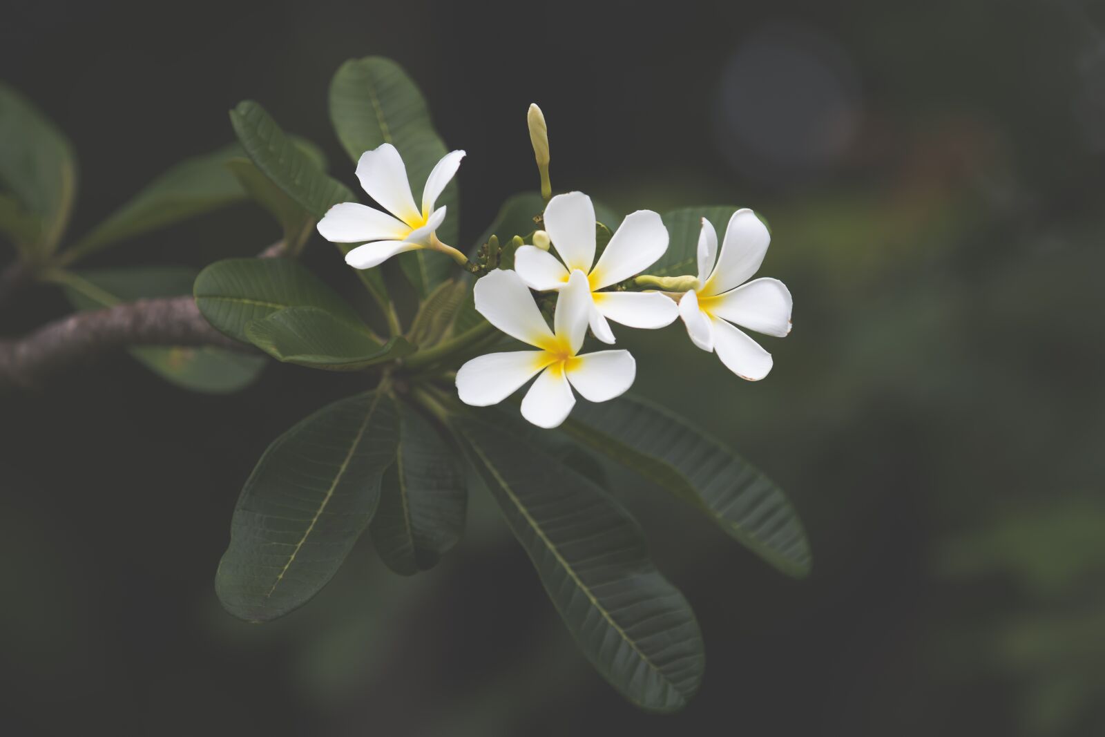 Canon EOS 80D sample photo. Nature, flower, flora photography