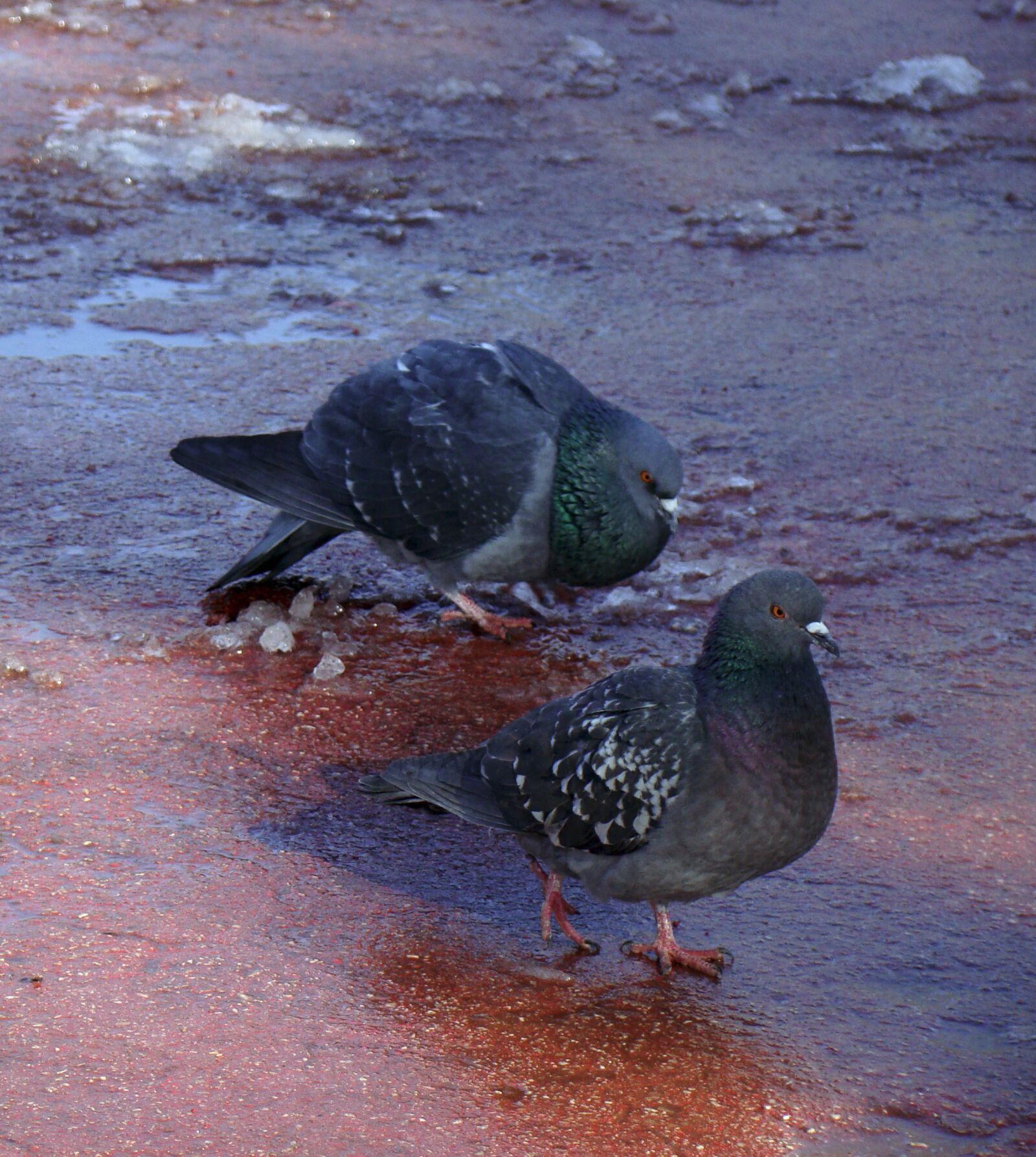 Sony Cyber-shot DSC-H50 sample photo. Pigeons, birds, feathered race photography