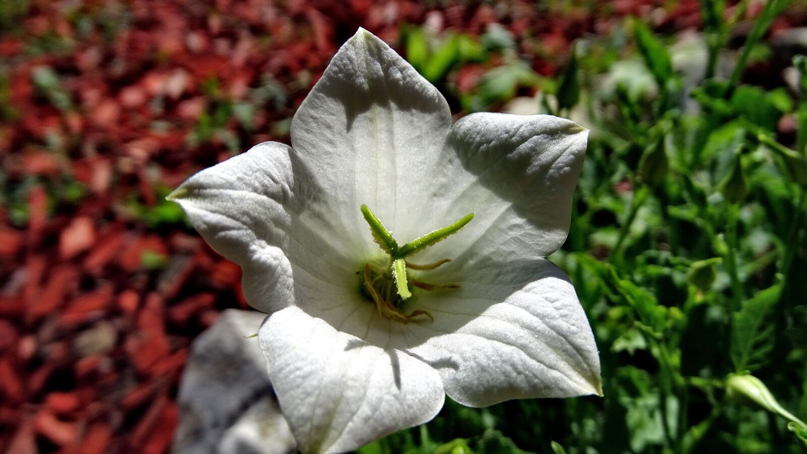 Sony Cyber-shot DSC-HX400V sample photo. Flower, blossom, bloom photography